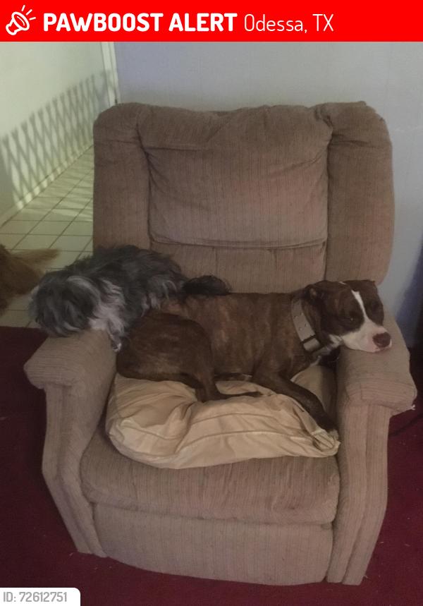 Lost Female Dog last seen 12th and Royalty , Odessa, TX 79761