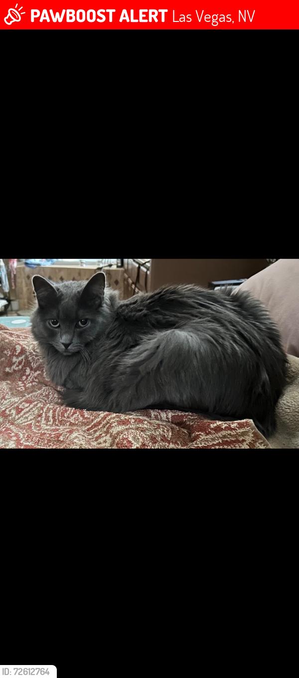 Lost Male Cat last seen Alta Dr and s park vista dr, Las Vegas, NV 89138