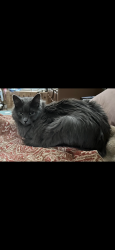 Lost Male Cat last seen Alta Dr and s park vista dr, Las Vegas, NV 89138