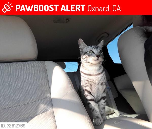 Lost Male Cat last seen Near Helsam Avenue , Oxnard, CA 93036