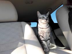 Lost Male Cat last seen Near Helsam Avenue , Oxnard, CA 93036