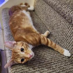 Lost Male Cat last seen Winfield Boulevard Margate , Margate, FL 33063