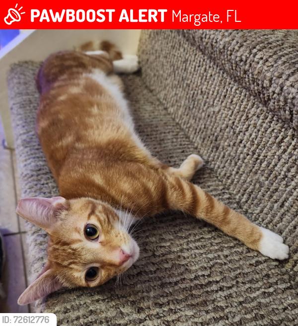 Lost Male Cat last seen Winfield Boulevard Margate , Margate, FL 33063