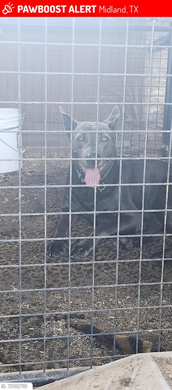 Lost Male Dog last seen Between 130 and cottonflat or 130 and 1205., Midland, TX 79706