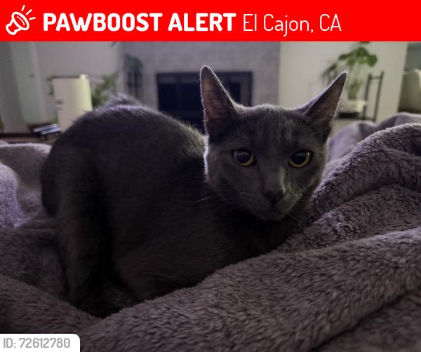 Lost Female Cat last seen Tyrone and Galway, El Cajon, CA 92020