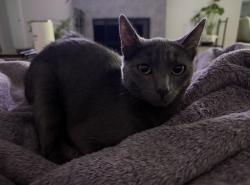 Lost Female Cat last seen Tyrone and Galway, El Cajon, CA 92020