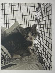 Lost Female Cat last seen Nw 25th pl lauderhill, Lauderhill, FL 33313