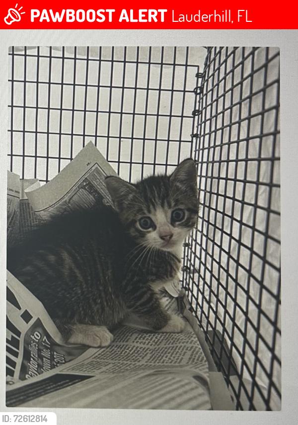 Lost Female Cat last seen Nw 25th pl lauderhill, Lauderhill, FL 33313
