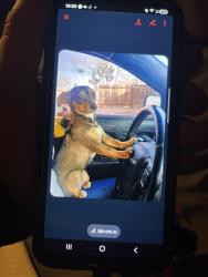 Lost Female Dog last seen Kentucky , Albuquerque, NM 87108
