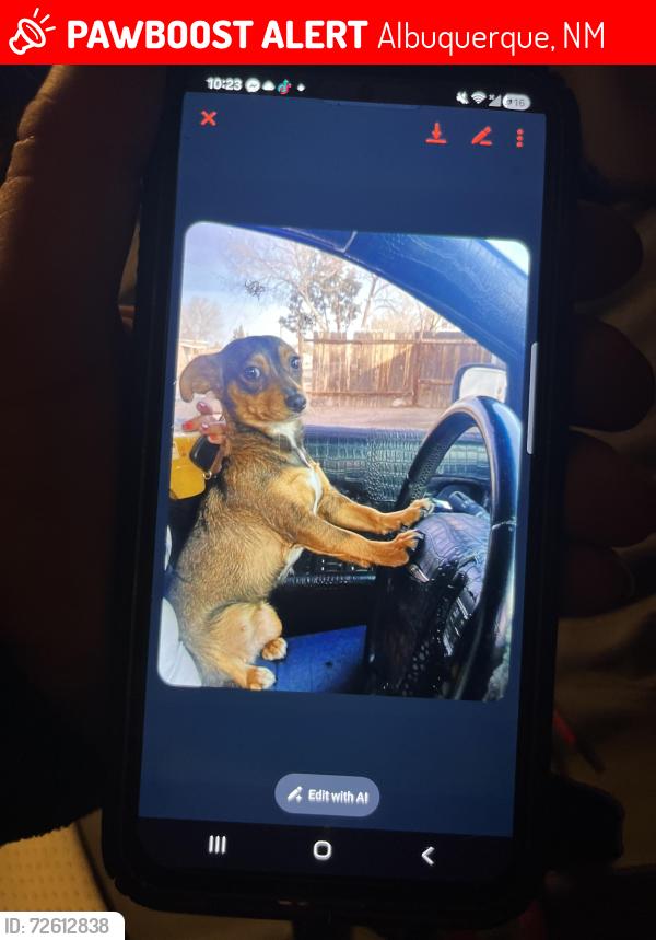 Lost Female Dog last seen Kentucky , Albuquerque, NM 87108