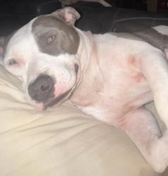 Lost Female Dog last seen Woodlawn lake park/Culebra, San Antonio, TX 78201