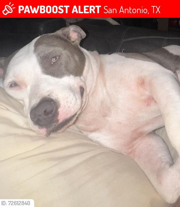 Lost Female Dog last seen Woodlawn lake park/Culebra, San Antonio, TX 78201