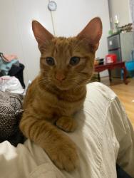 Lost Male Cat last seen 3rd avenue / e 15th , Oakland, CA 94606