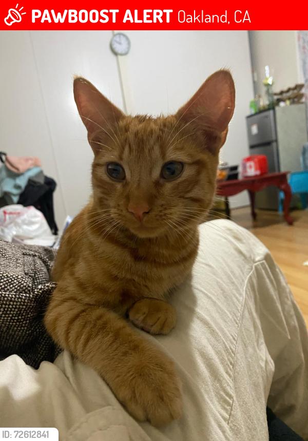 Lost Male Cat last seen 3rd avenue / e 15th , Oakland, CA 94606