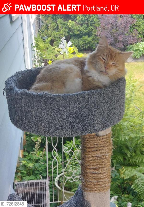 Lost Male Cat last seen NE Halsey St and NE 112th Ave, Portland, OR 97220