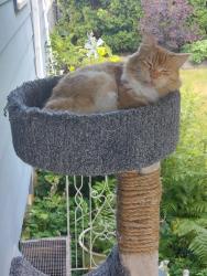 Lost Male Cat last seen NE Halsey St and NE 112th Ave, Portland, OR 97220