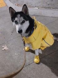 Lost Female Dog last seen Hooper and Florence , Florence-Graham, CA 90001