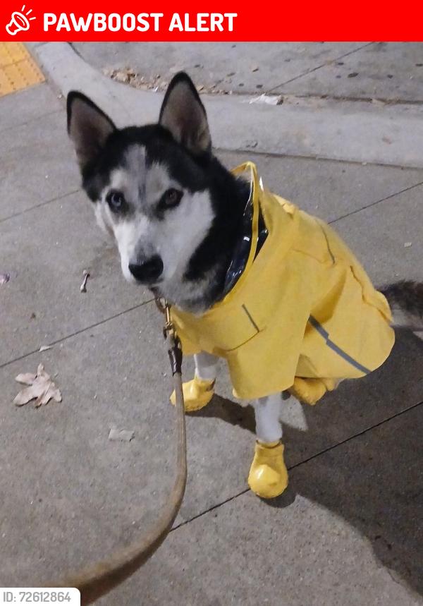 Lost Female Dog last seen Hooper and Florence , Florence-Graham, CA 90001