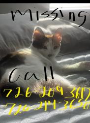 Lost Female Cat last seen Alley alley, Converse, TX 78109