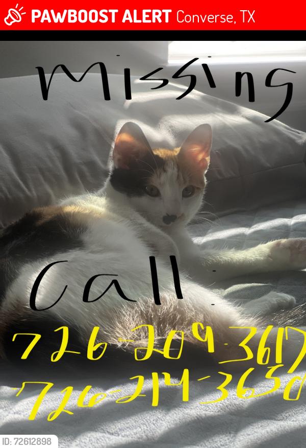 Lost Female Cat last seen Alley alley, Converse, TX 78109