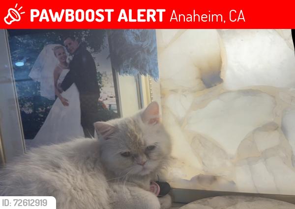Lost Female Cat last seen Oak canyon , Anaheim, CA 92808
