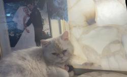 Lost Female Cat last seen Oak canyon , Anaheim, CA 92808