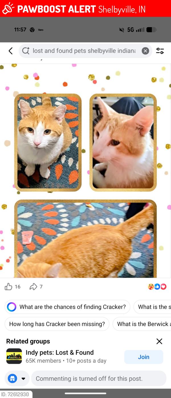 Lost Male Cat last seen Berwick area, Shelbyville, IN 46176