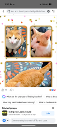 Lost Male Cat last seen Berwick area, Shelbyville, IN 46176