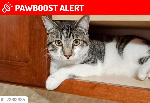 Lost Male Cat last seen Capitol bowl on west Capitol , West Sacramento, CA 95691