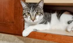 Lost Male Cat last seen Capitol bowl on west Capitol , West Sacramento, CA 95691