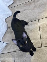 Lost Female Cat last seen Speedway and Cummings, Tucson, AZ 85710
