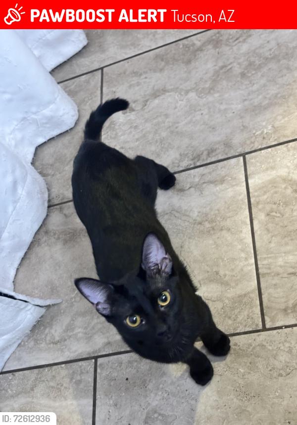Lost Female Cat last seen Speedway and Cummings, Tucson, AZ 85710