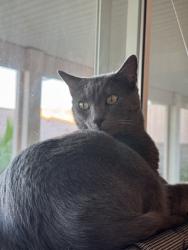 Lost Male Cat last seen Arroyo Grande baseball park, Henderson, NV 89074