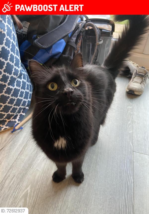 Lost Male Cat last seen Wantage, Oxfordshire, England OX12 8GH