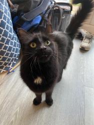 Lost Male Cat last seen Wantage, Oxfordshire, England OX12 8GH