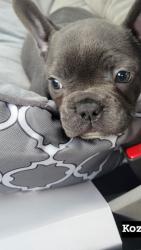 Lost Male Dog last seen Nian way , Modesto, CA 95351