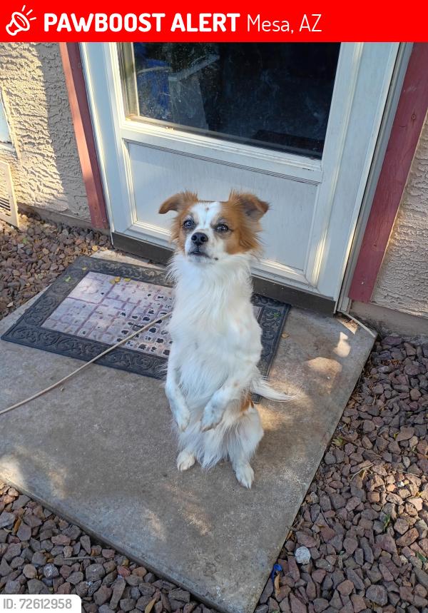 Lost Male Dog last seen Emelita Ave and 114 th, Mesa, AZ 85208