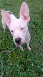 Lost Female Dog last seen Harvard and 51st st south , Tulsa, OK 74135