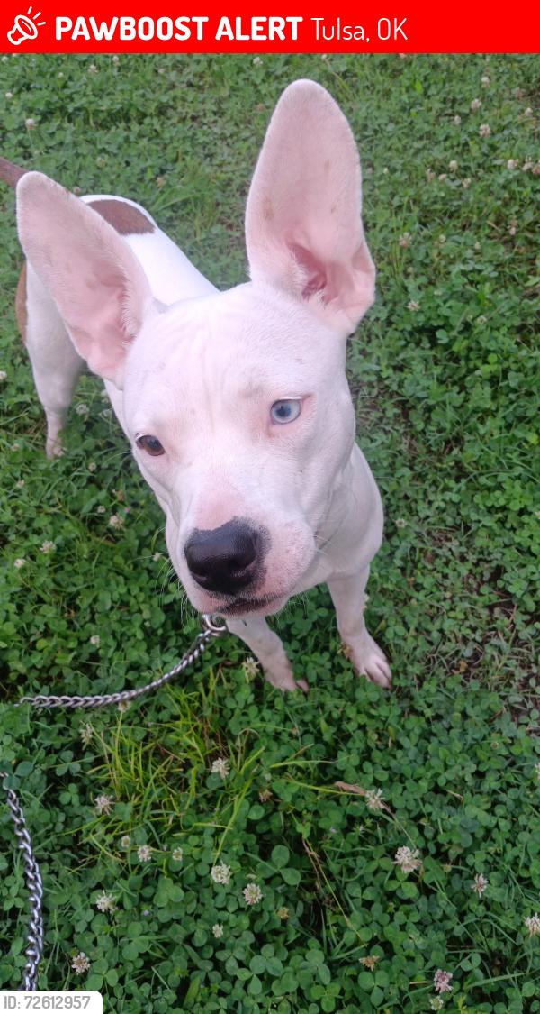 Lost Female Dog last seen Harvard and 51st st south , Tulsa, OK 74135
