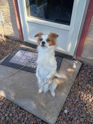 Reunited Male Dog last seen Emelita Ave and 114 th, Mesa, AZ 85208