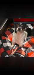 Lost Female Dog last seen South fifth street, Shamokin, PA 17872