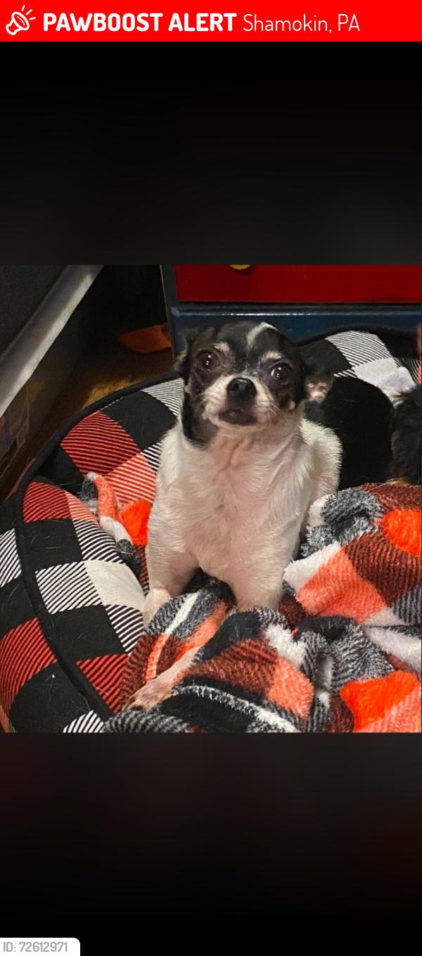 Lost Female Dog last seen South fifth street, Shamokin, PA 17872