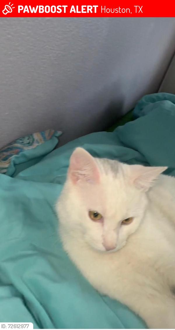 Lost Male Cat last seen Terrel and boyling, Houston, TX 77093