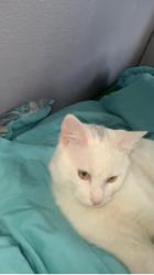 Lost Male Cat last seen Terrel and boyling, Houston, TX 77093