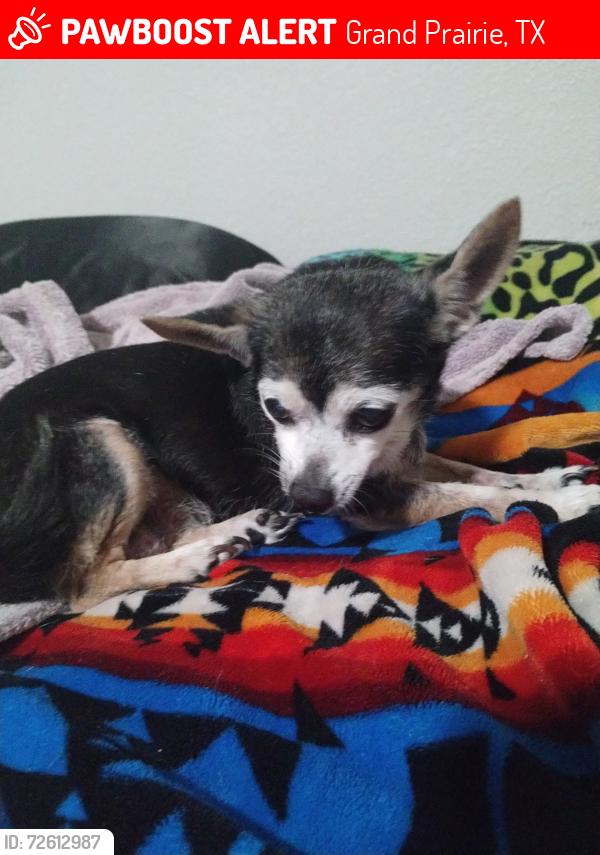 Lost Female Dog last seen Carrier Parkway / Marshal , Grand Prairie, TX 75051