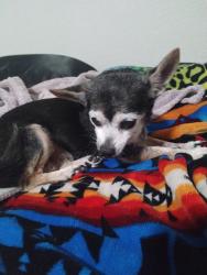 Lost Female Dog last seen Carrier Parkway / Marshal , Grand Prairie, TX 75051