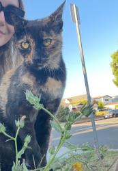 Lost Female Cat last seen Park street and 244th, Torrance, CA 90505