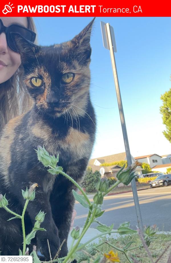 Lost Female Cat last seen Park street and 244th, Torrance, CA 90505