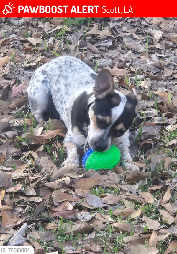 Lost Male Dog last seen Fieldspan or D. Arceneaux Rd , Scott, LA 70583