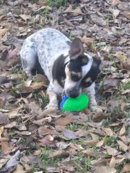 Lost Male Dog last seen Fieldspan or D. Arceneaux Rd , Scott, LA 70583